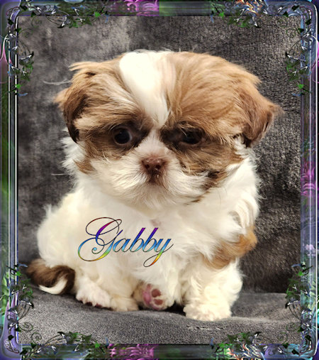 Tiny little female chinese imperial shih tzu puppies for sale teacup